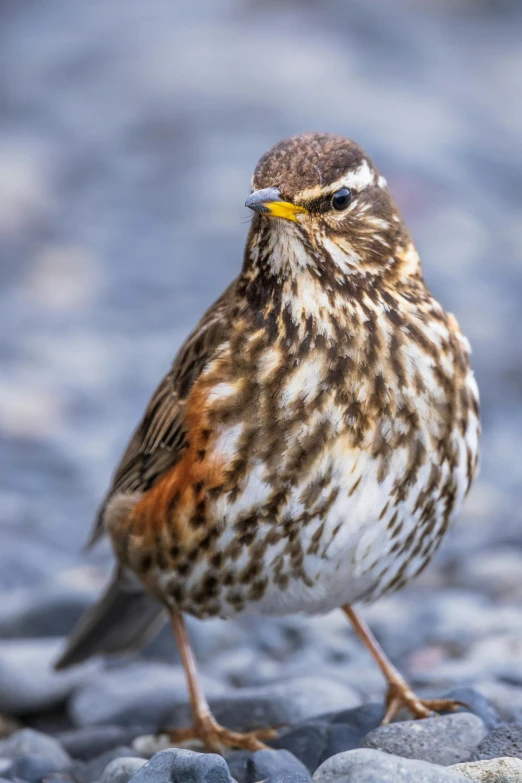 a small bird with black stripes and brown spots