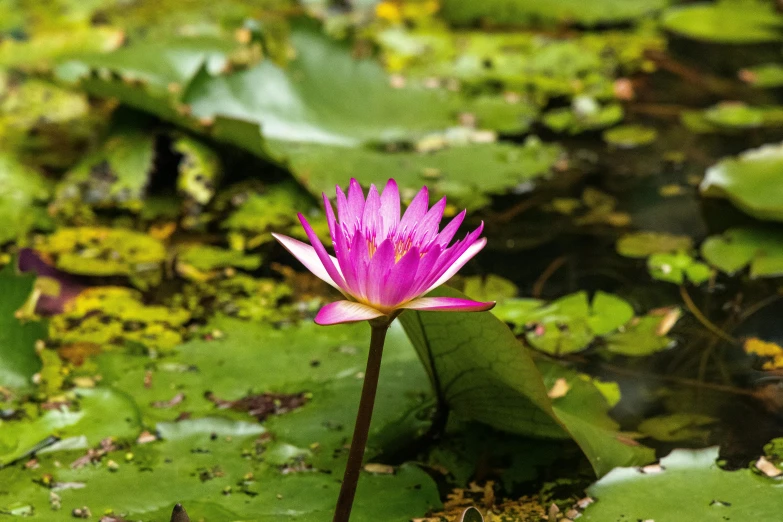 a single purple flower is growing through green grass