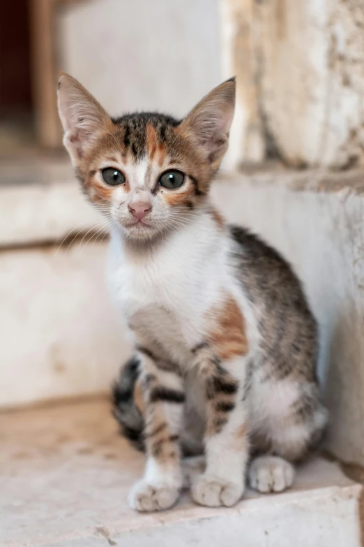 small tabby kitten sitting down looking at the camera