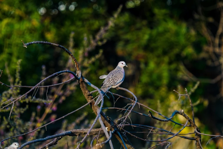 a bird sitting on the nch of a tree