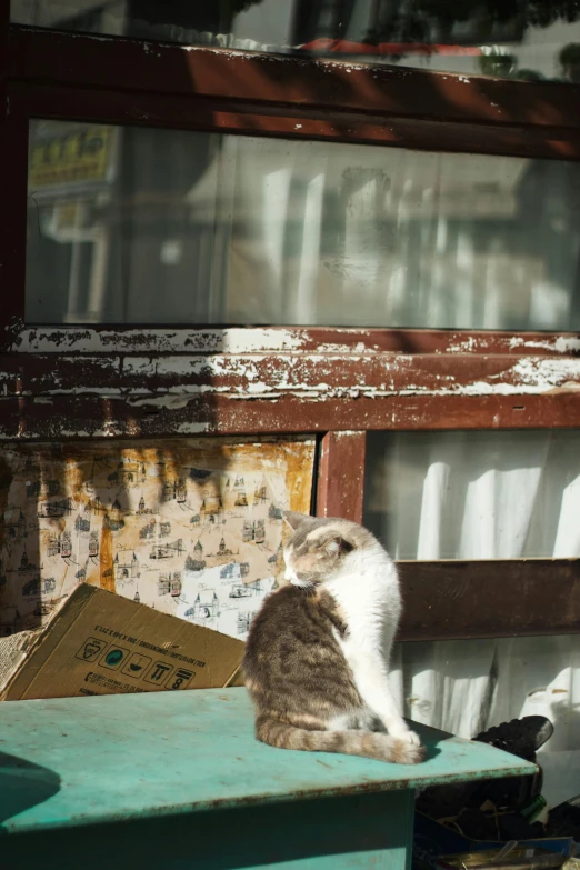 cat sitting on a bench with a book in front of it