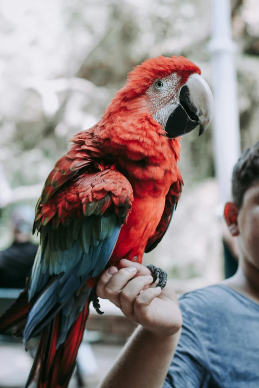 a red parrot perched on the arm of a man