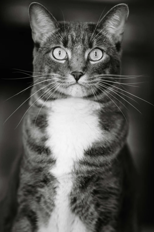 an adult cat with some large ears and one eye