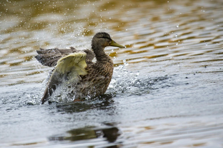 a duck splashes water and lands on the ground