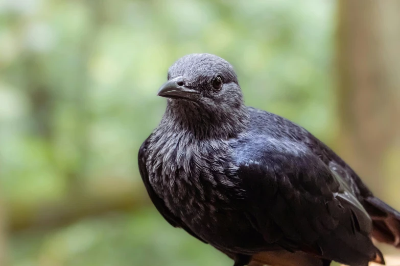 a small bird sitting on a piece of wood