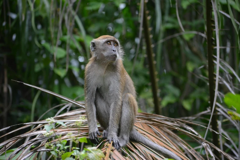 a long - tailed monkey on the tree limb looks up in the forest