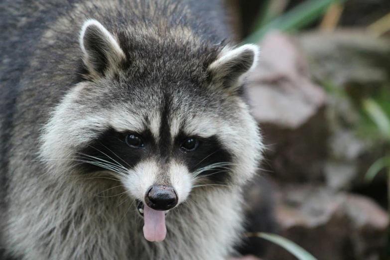 a rac sticking its tongue out and licking its mouth