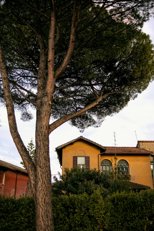 a tree stands outside an orange building