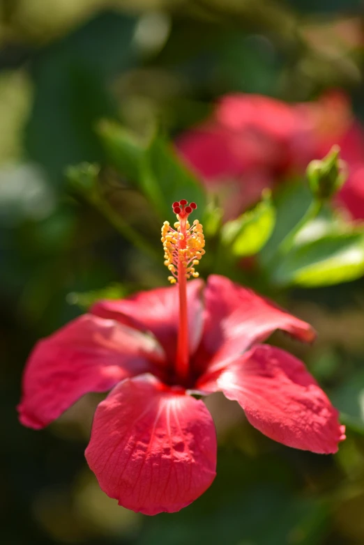 the flower is in bloom outside on the sunny day