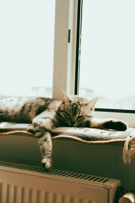 a large cat lays on a radiator near the window
