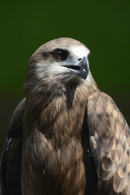 a close - up of the head of a hawk