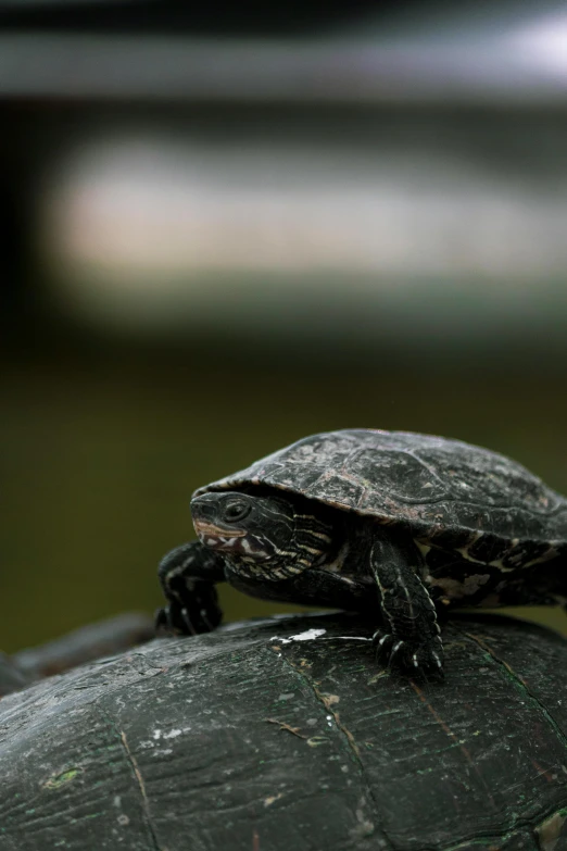 a small turtle is sitting on a rock