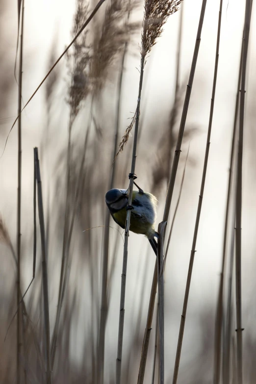 an image of a bird perched on top of some plants