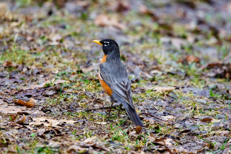 small gray bird on ground with leaves in front