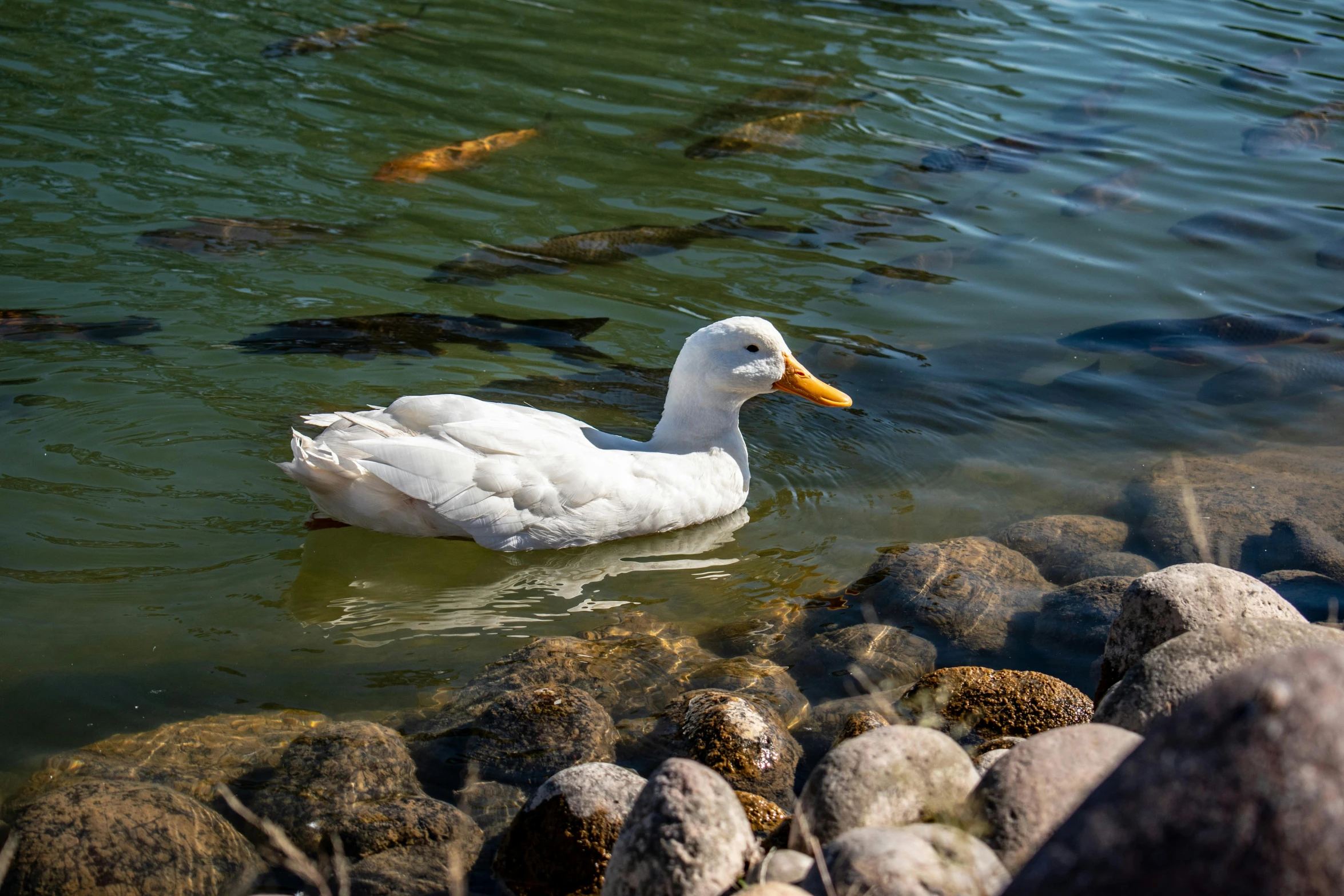 white duck swimming on water with fishes in pond