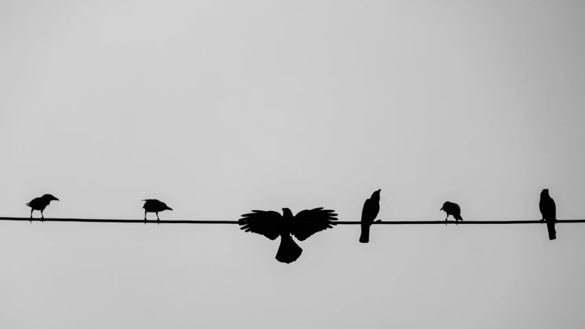 birds are sitting on the same wire as each other