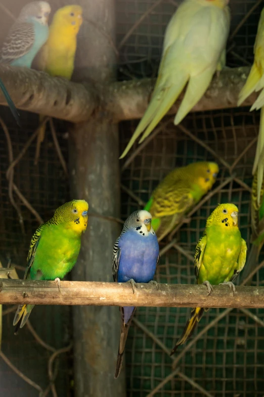 a group of different colored parrots sitting on a nch