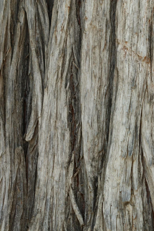 a red and white bird sits atop of a tree