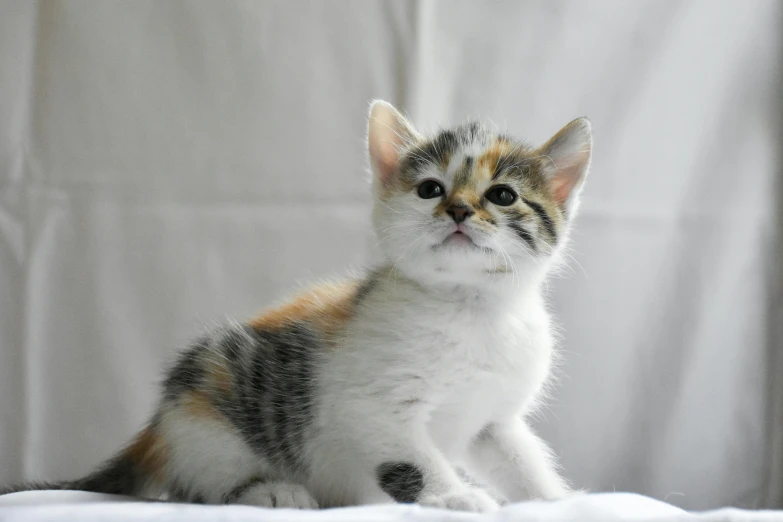 a small cat is sitting on the table