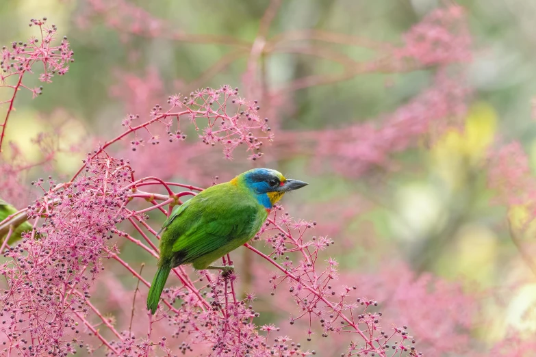 a green bird is perched on a tree