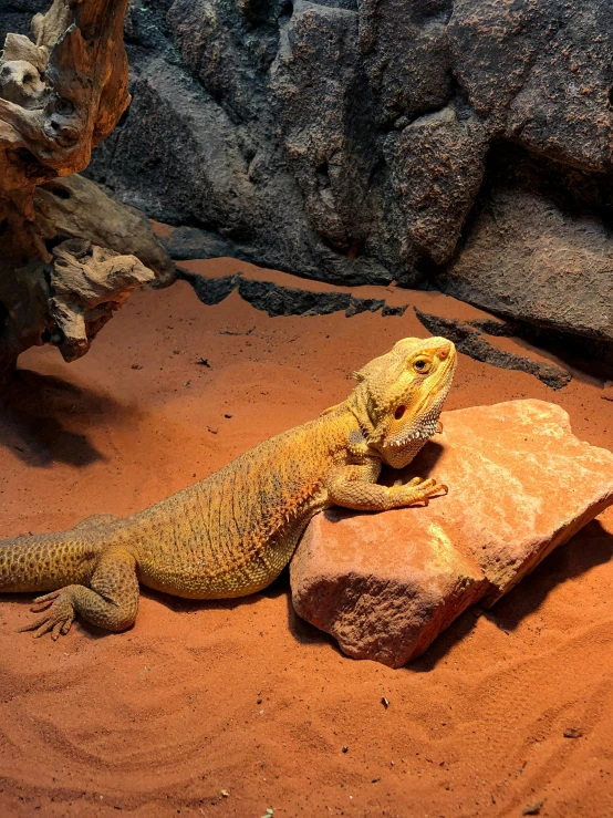 a large lizard sits on top of a rock