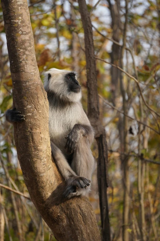 a monkey on top of a tree nch in a forest