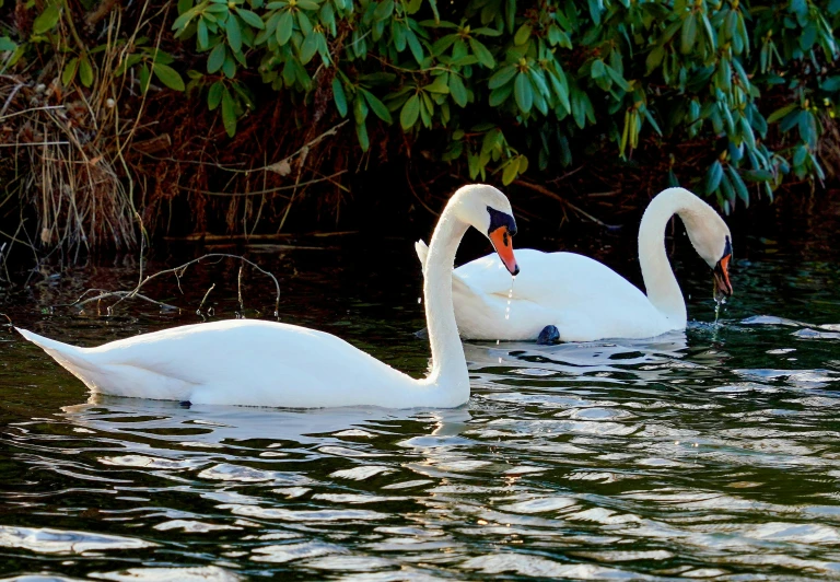 two white swans swim side by side in the water