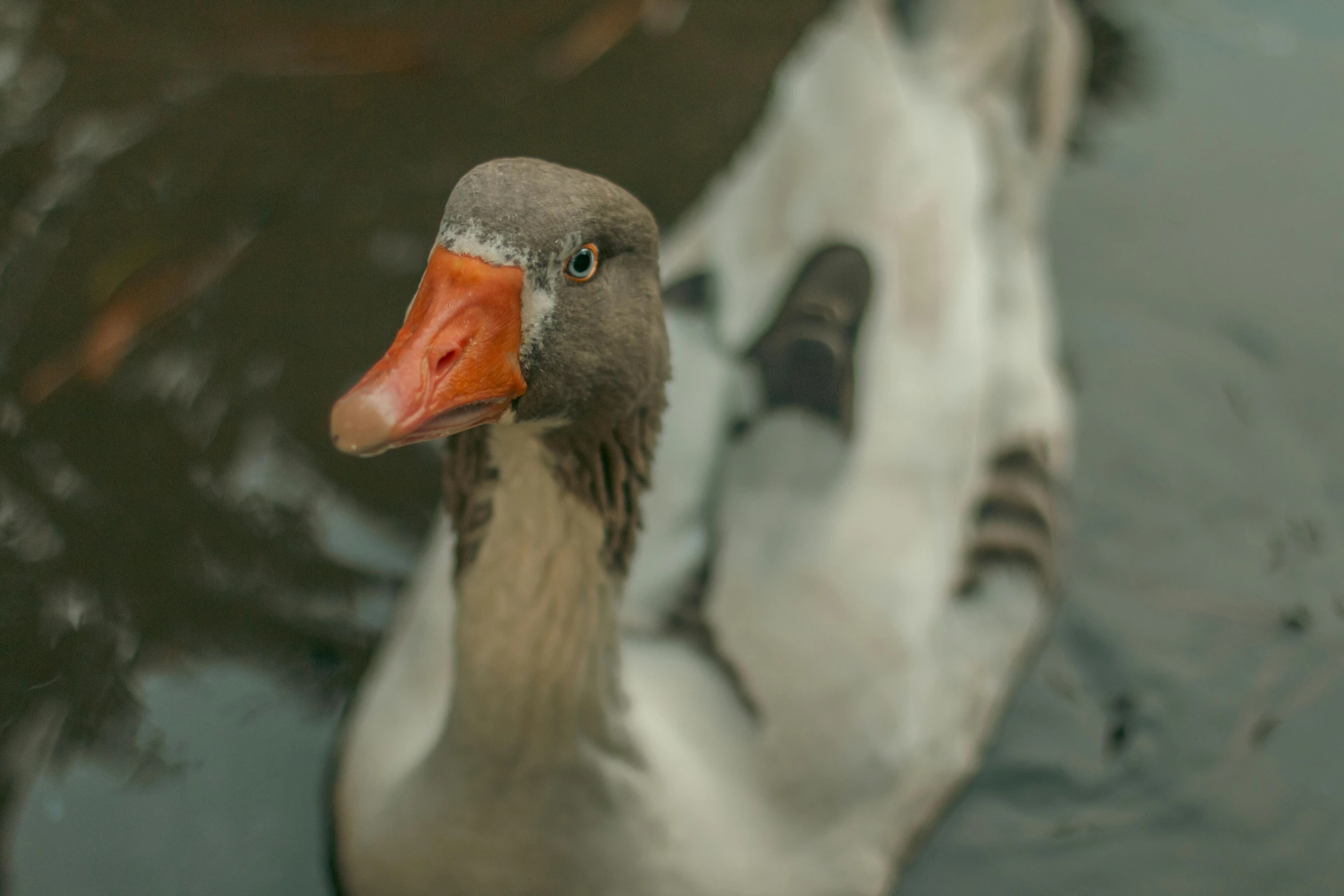 an orange beaked duck stands in the water