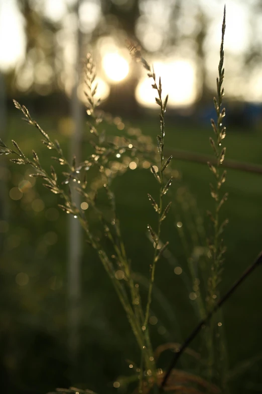 tall grass with dew droplets on top