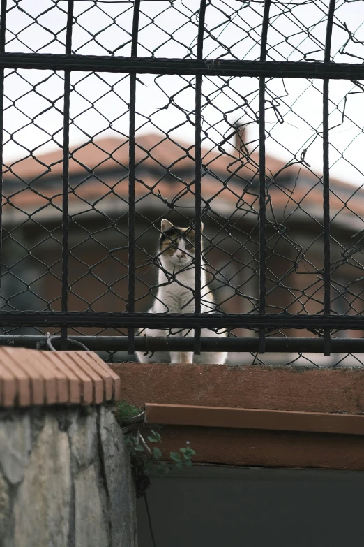 a cat stares from behind the fence of a building