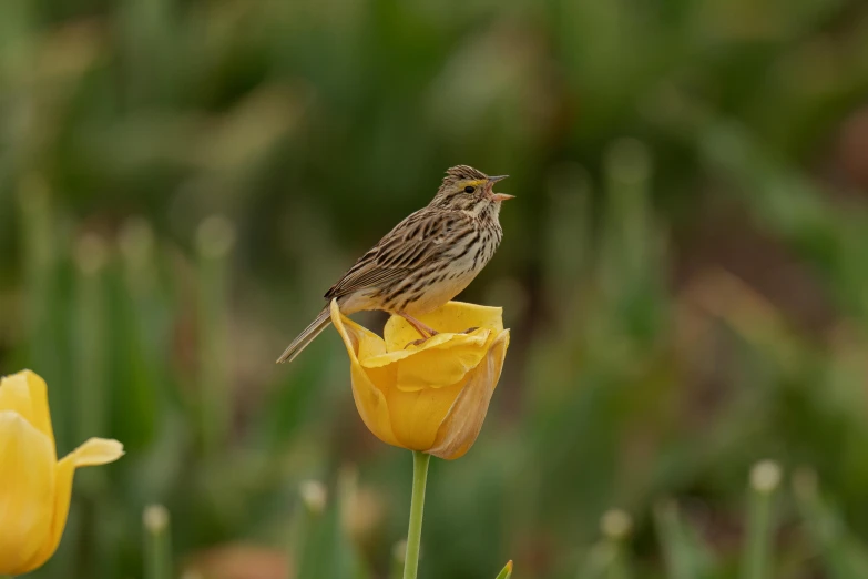 a bird sitting on the top of a yellow flower