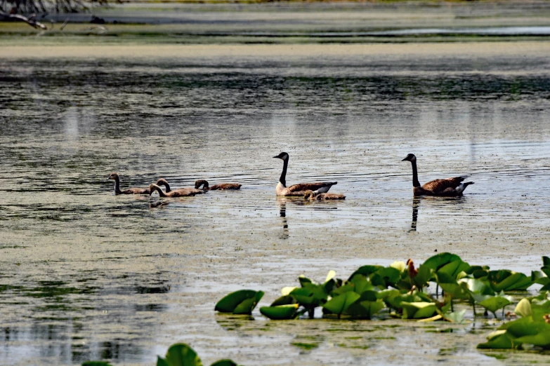 two birds floating on top of the water near lily pads