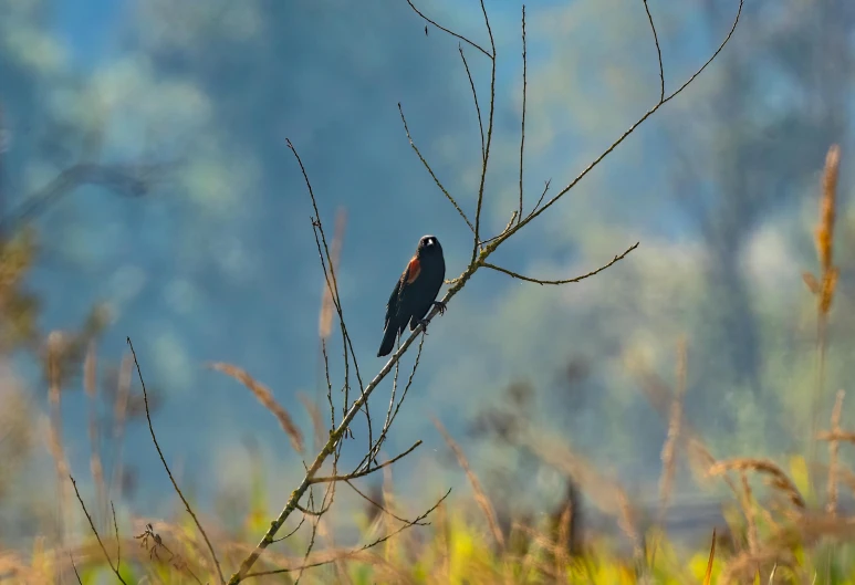 the bird is sitting on the small nch