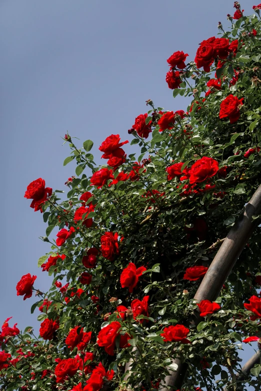 bright red roses in the wind against a blue sky