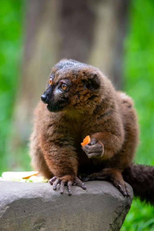 a brown animal sitting on top of a rock