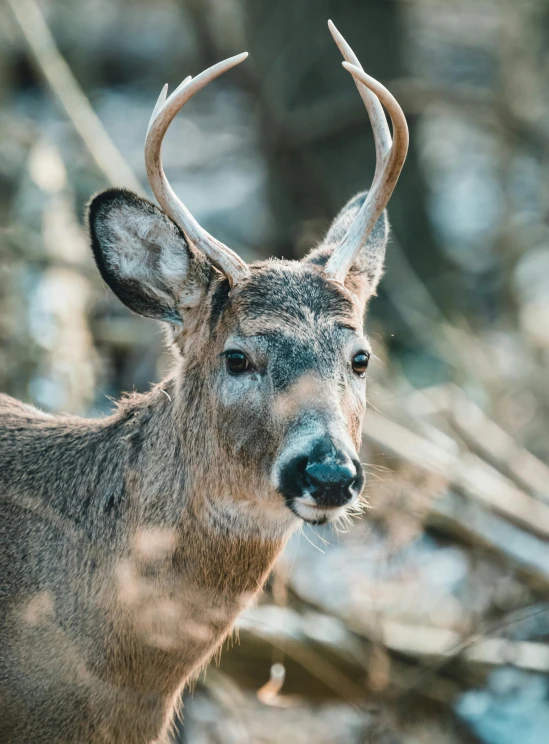 an image of a deer that is looking into the camera