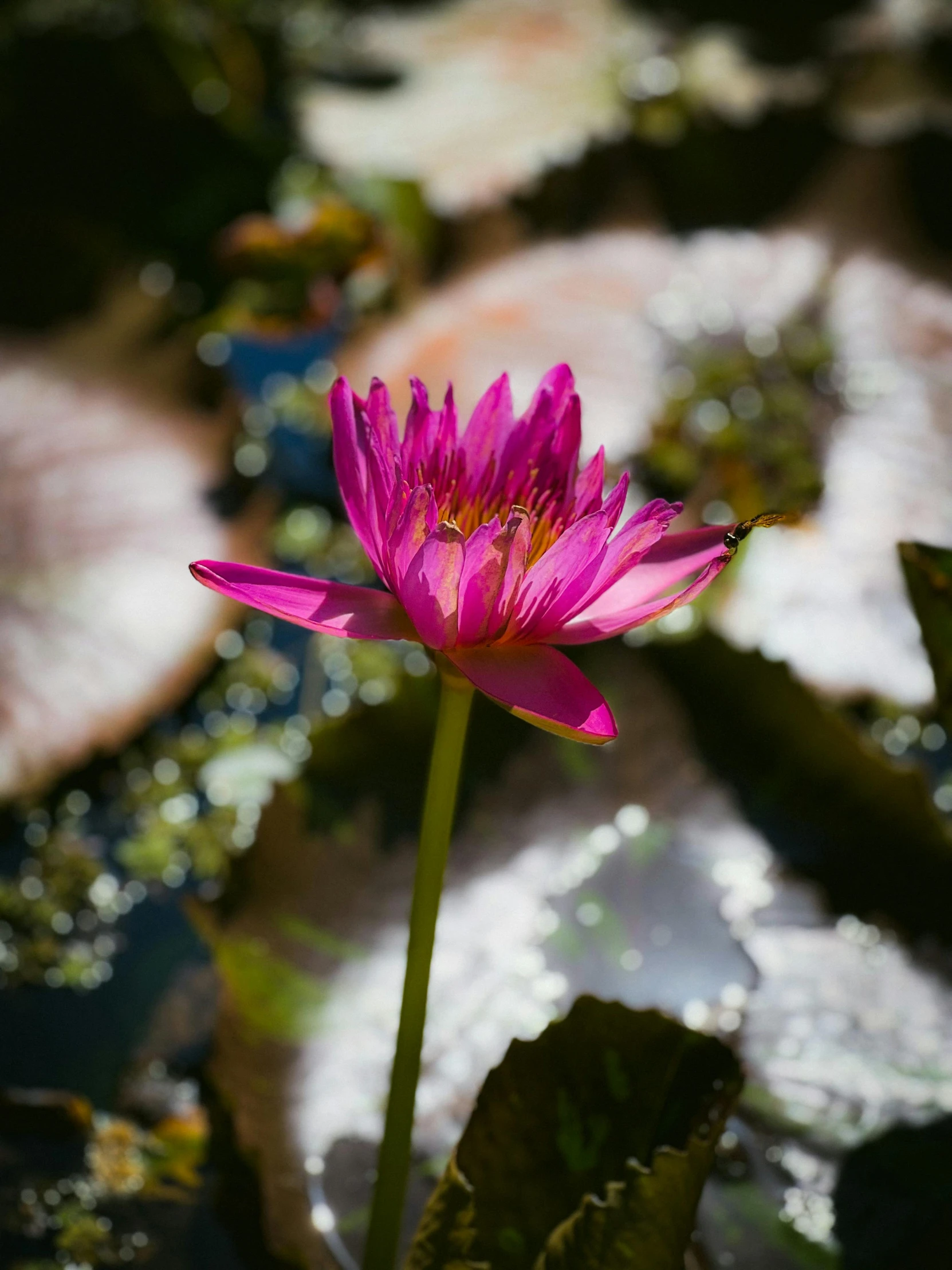 a water lily stands amongst lily pads with drops on them