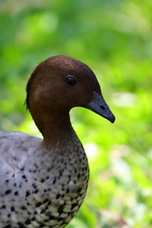 a duck with spotted spots is walking in the grass