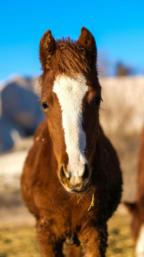 a young horse with his head to the camera