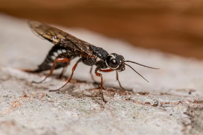 a close - up of the side of a fly with wings outstretched