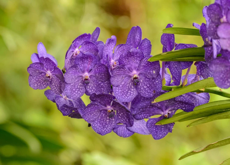 purple flowers and stems with bright leaves and grass