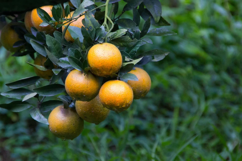 there is a bunch of oranges growing on the tree