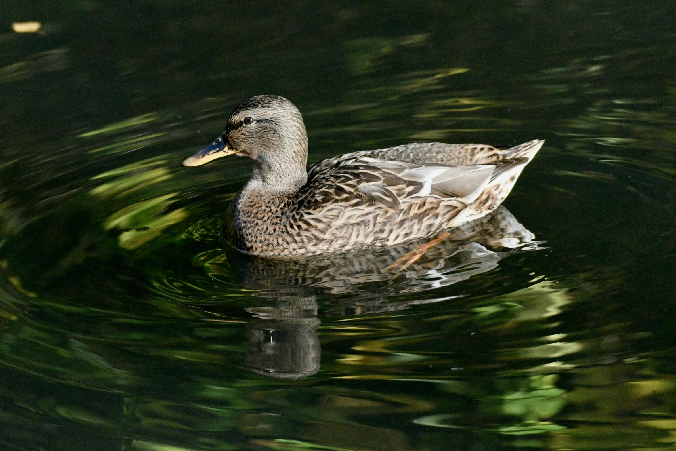 a large duck swims in the dark water