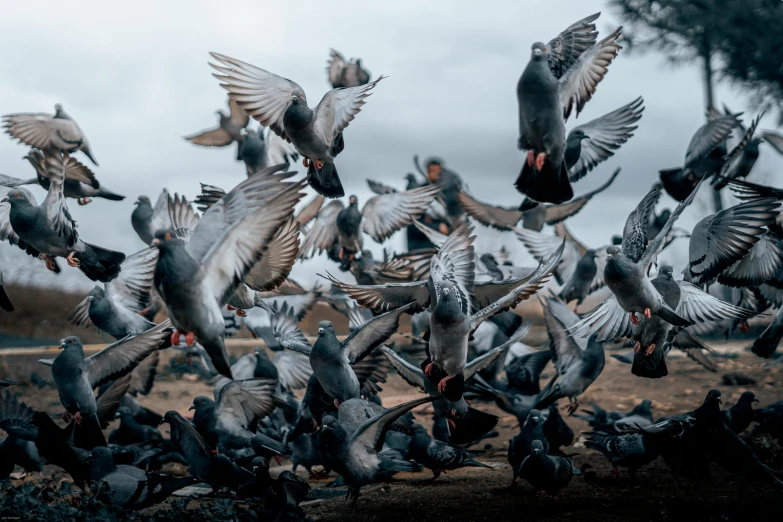 large flock of gray colored birds eating from dirt