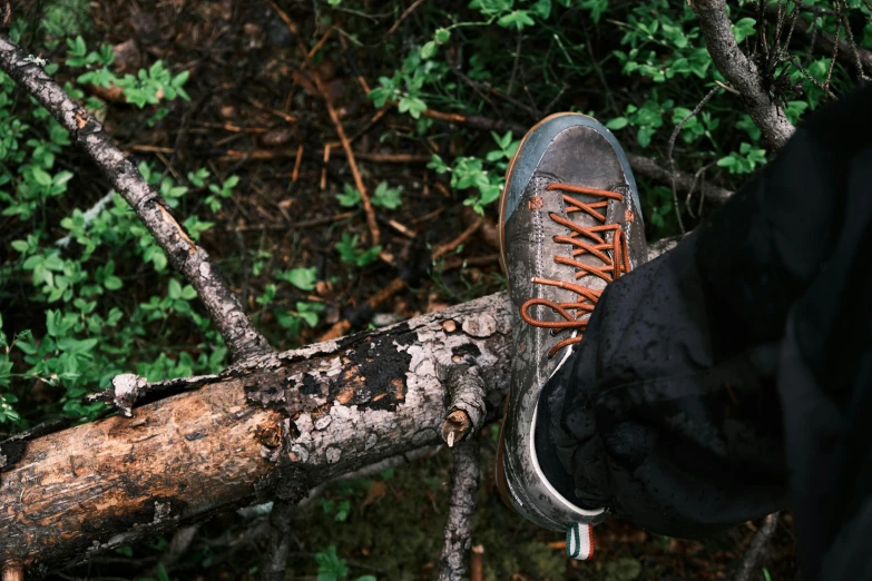 a shoe is hanging on a tree nch