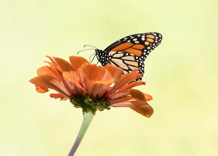 an orange and black erfly on a flower