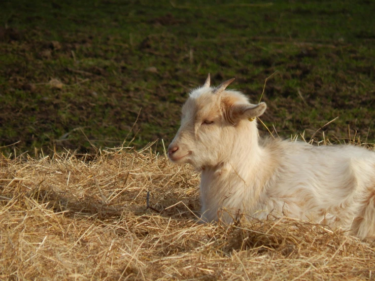 a goat sits on some dry grass and looks around