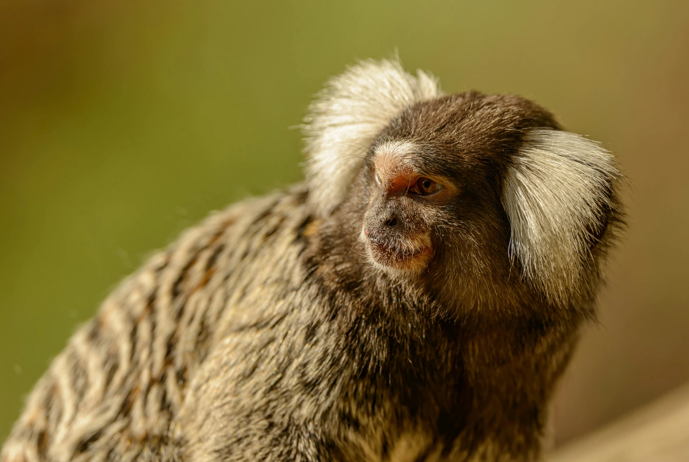 the monkey looks ahead while standing on a tree nch