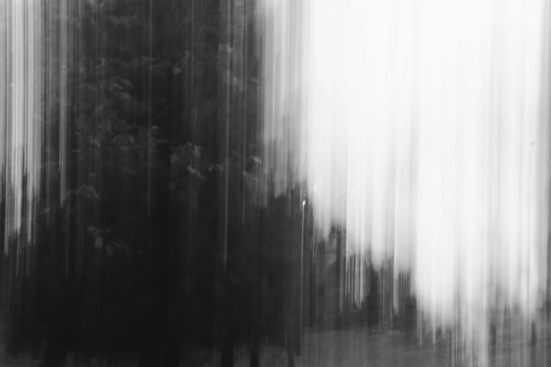 black and white pograph of forest scene with the motion of trees