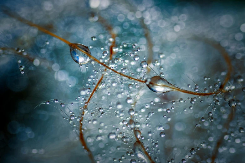 water drops on a stem and a green leaf